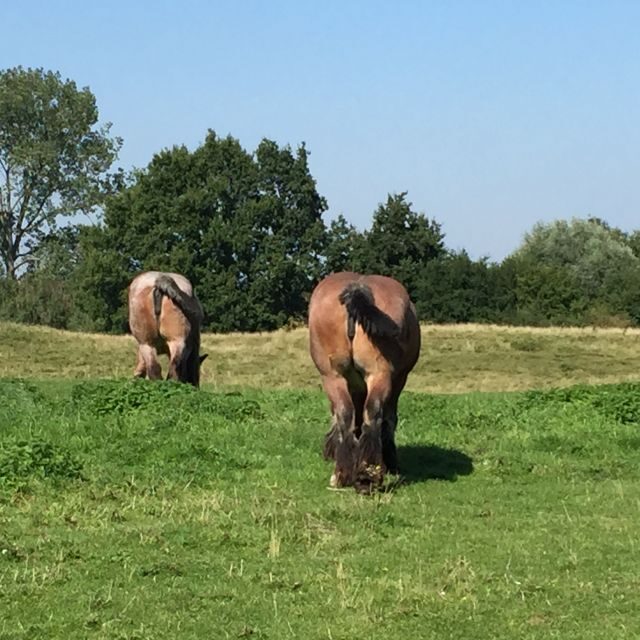 From Bruges: Local Guided Bike Tour to Countryside & Damme - Who Should Consider This Tour?