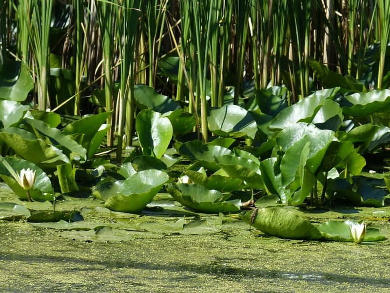 From Bucharest: 3-Day Danube Delta Birdwatching Private Tour - First Impressions and Overall Experience