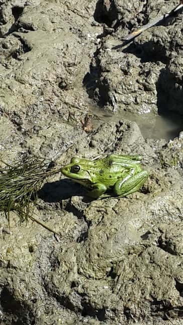 From Bucharest: 3-Day Danube Delta Birdwatching Private Tour - Day 1: From Bucharest to the Danube Delta
