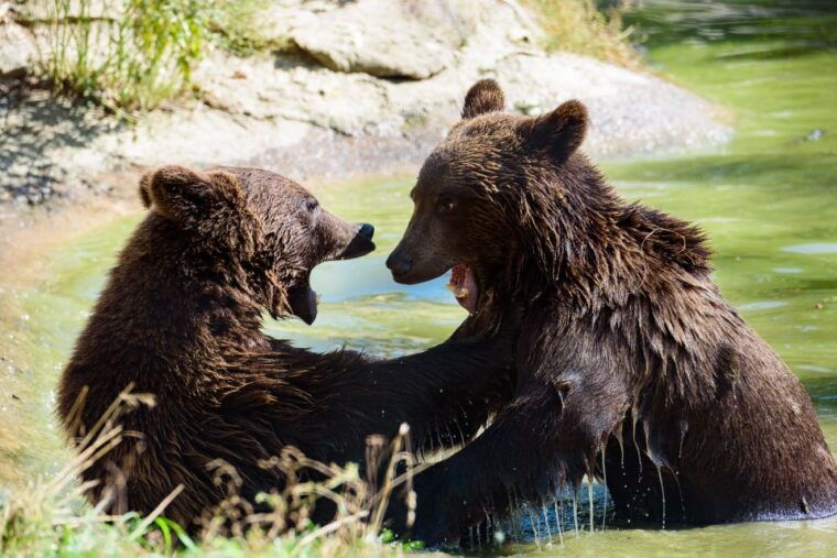 from-bucharest-bear-sanctuary-and-dracula-castle-day-tour