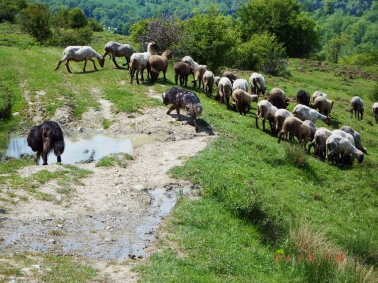 from-bucharest-carpathian-villages-and-sinaia-day-trip