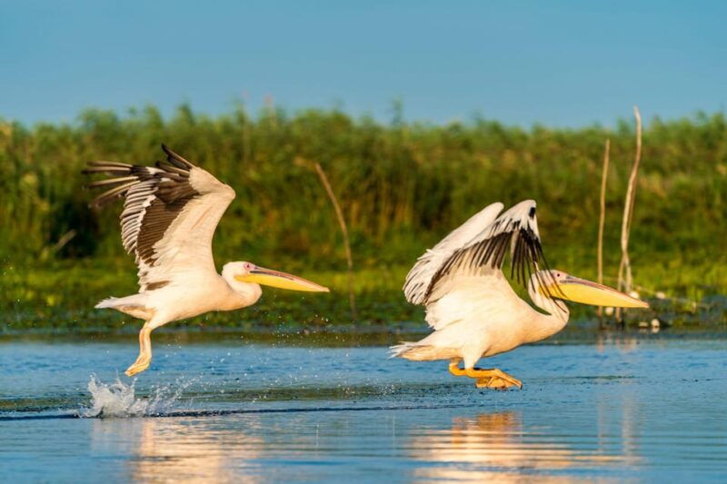 from-bucharest-danube-delta-day-tour-amazing-experience