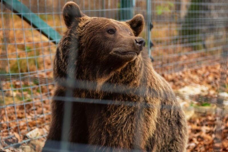 from-bucharest-draculas-castle-bear-sanctuary-adventure