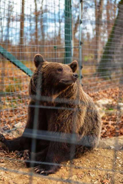 from-bucharest-draculas-castle-bear-sanctuary-adventure
