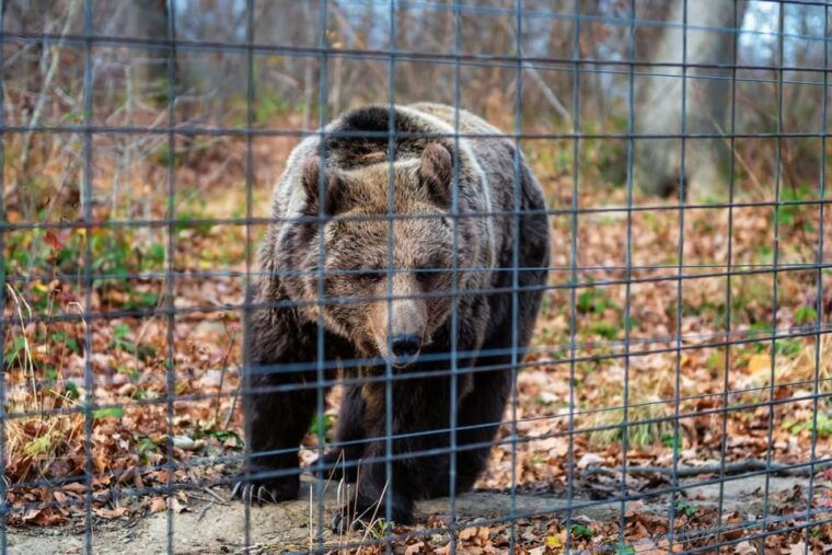 from-bucharest-draculas-castle-bear-sanctuary-adventure
