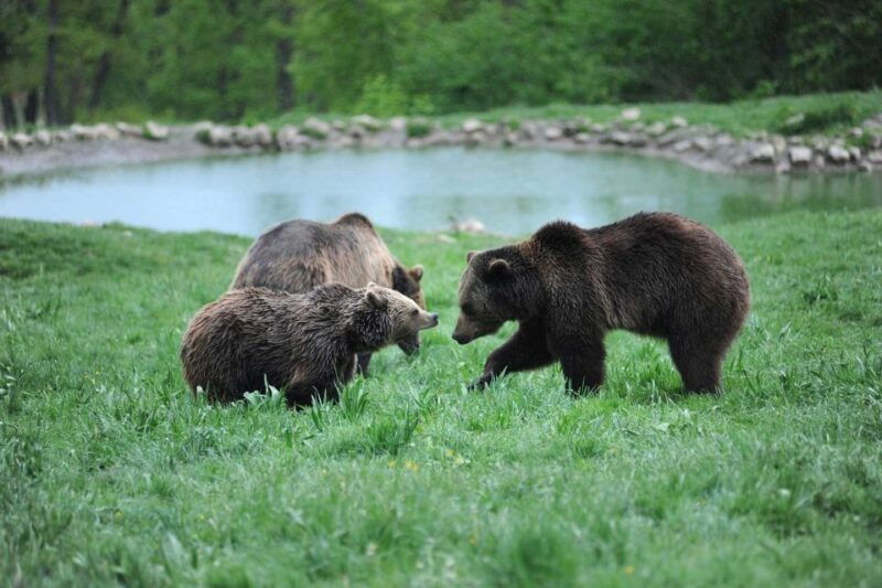 from-bucharest-libearty-bear-sanctuary-and-draculas-castle
