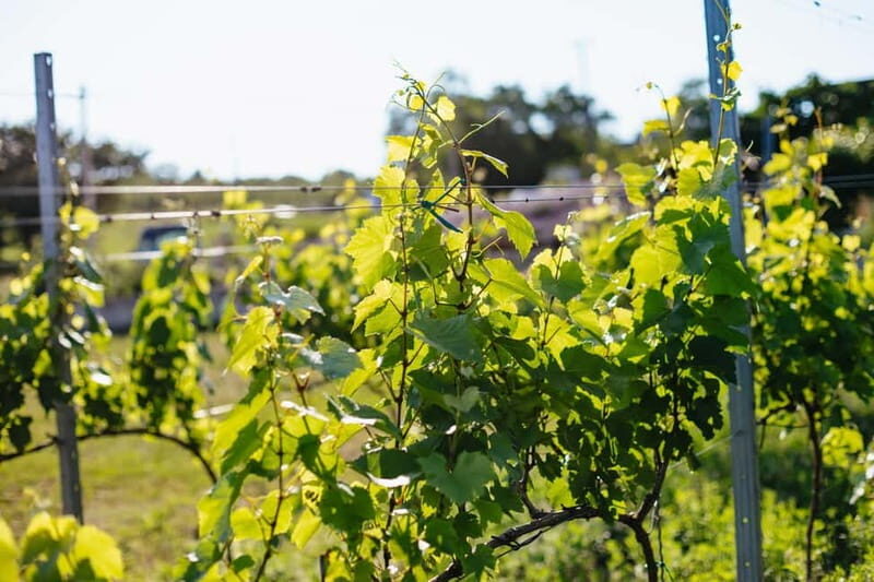 From Budapest: Etyek Wine Tasting Tour with 3-Course Meal - Who Would Enjoy This Tour?