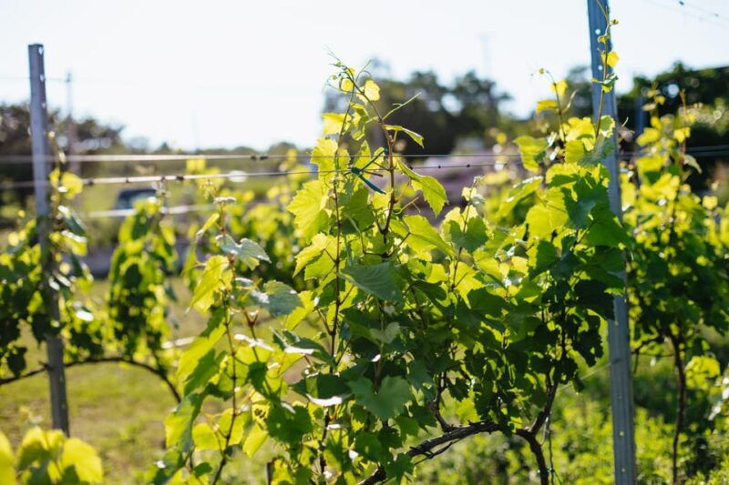 from-budapest-etyek-wine-tasting-tour-with-3-course-meal