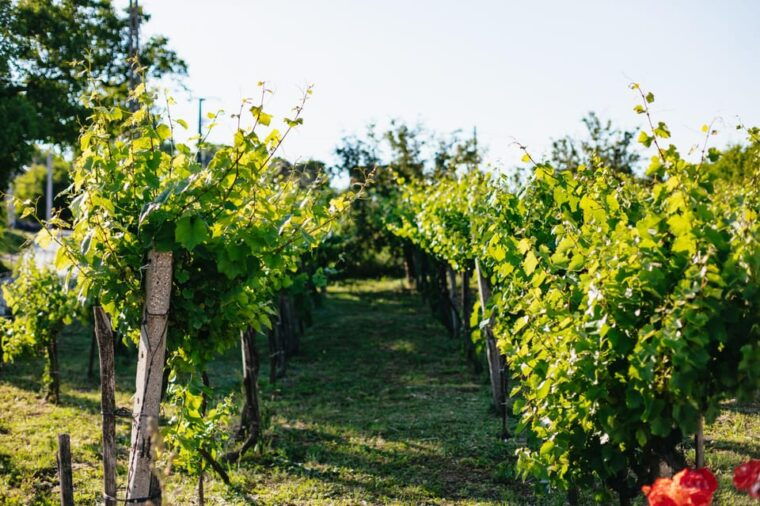from-budapest-etyek-wine-tasting-tour-with-3-course-meal