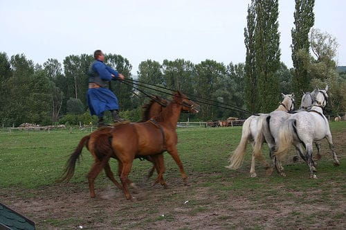 from-budapest-puszta-horse-show-and-countryside-visit