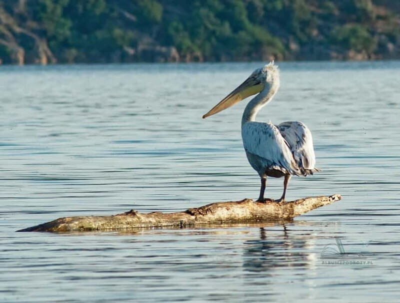 From Budva: Skadar Lake Land and Boat Tour - Who Is This Tour Best For?