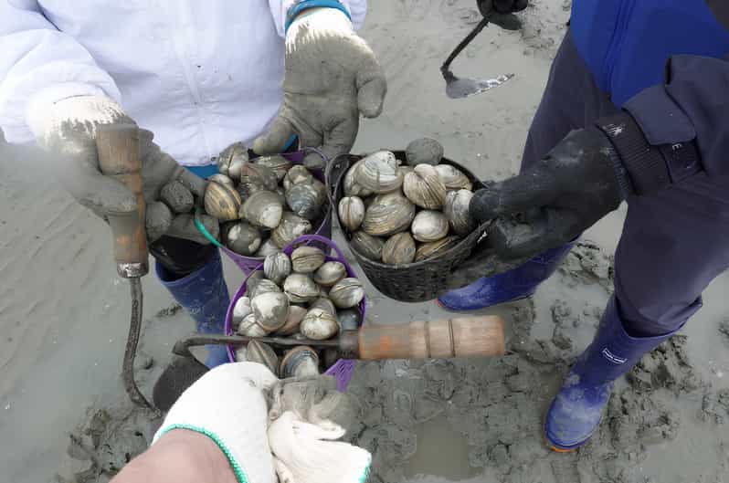 from-busan-geoje-mudflat-experience-and-korean-gourmet-food