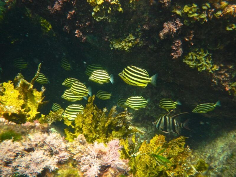 From Busselton: Half-Day Coastal and Wildlife Eco Tour - The Sum Up