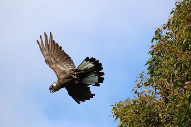 From Busselton: Half-Day Coastal and Wildlife Eco Tour - FAQ