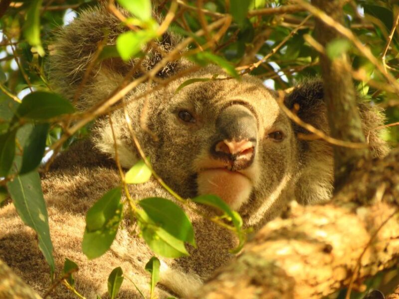 From Byron Bay: Platypus Spotting Walk - What Sets This Tour Apart?