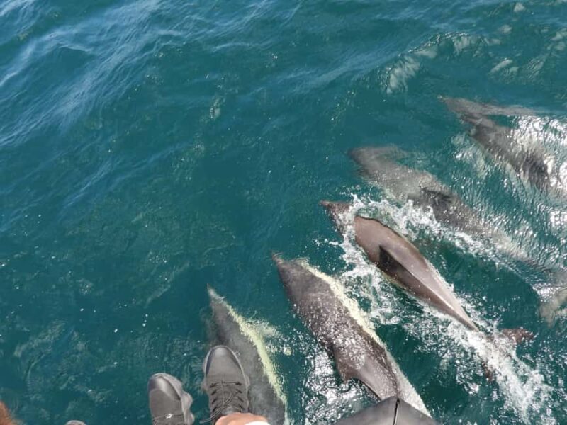 From Cádiz Bay: Tarifa Dolphin Watching Tour - The Experience in Detail