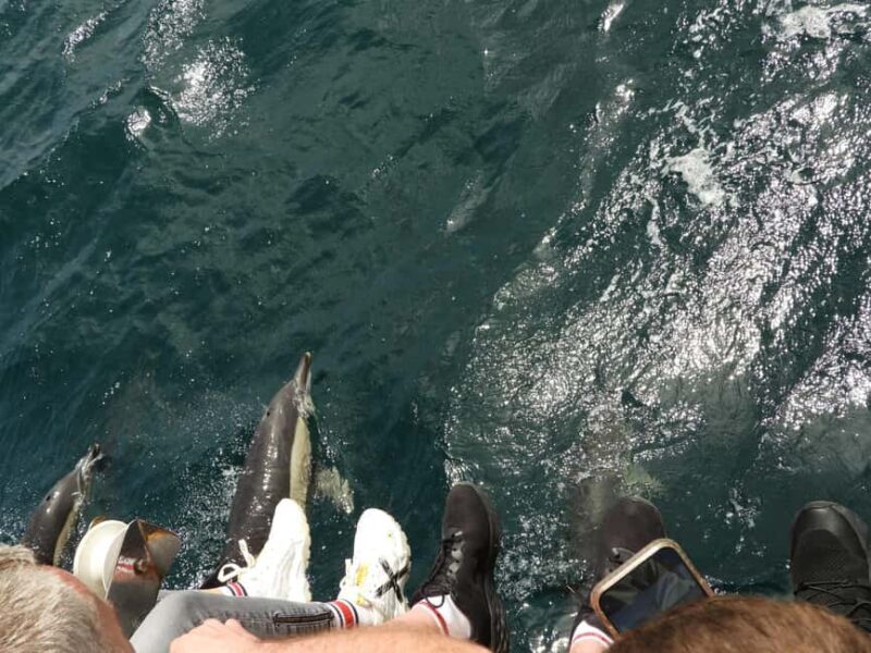 From Cádiz Bay: Tarifa Dolphin Watching Tour - FAQs