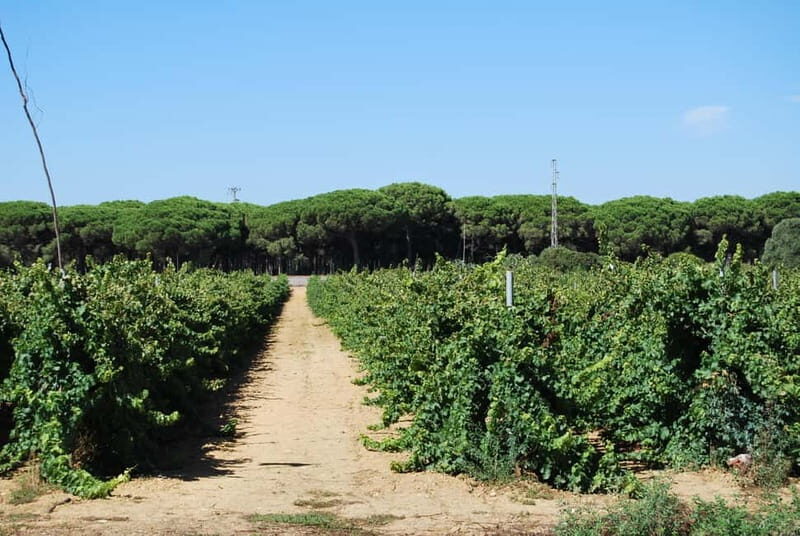 From Cádiz: Chiclana de la Frontera Winery Tour with Lunch - Exploring the Itinerary: What to Expect