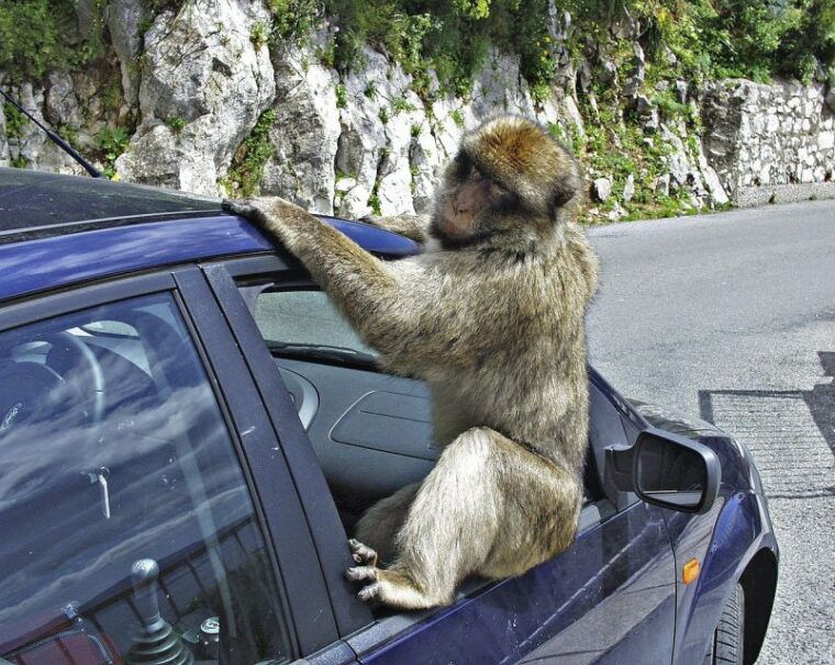from-cadiz-gibraltar-private-full-day-trip