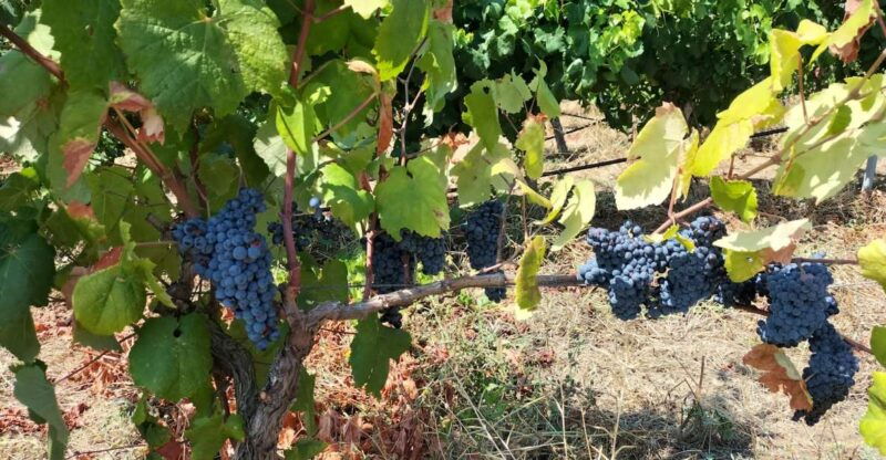 from-cagliari-wine-cellar-tour-with-tastings
