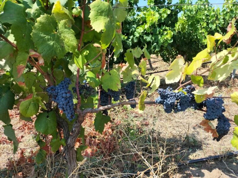 from-cagliari-wine-cellar-tour-with-tastings