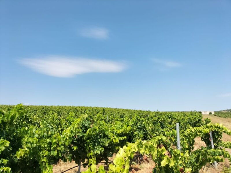 from-cagliari-wine-cellar-tour-with-tastings