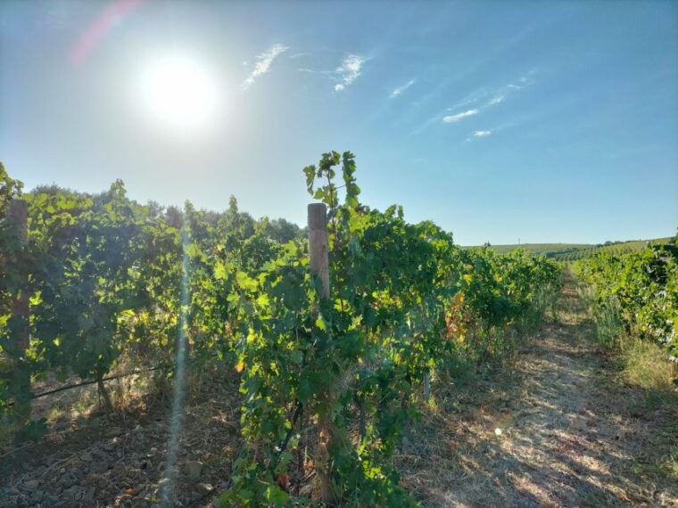 from-cagliari-wine-cellar-tour-with-tastings