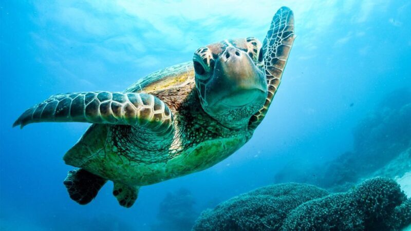 From Cairns: 3-Day Reef, Rainforest, and Outback Package - Final Thoughts: Is This Tour Worth It?