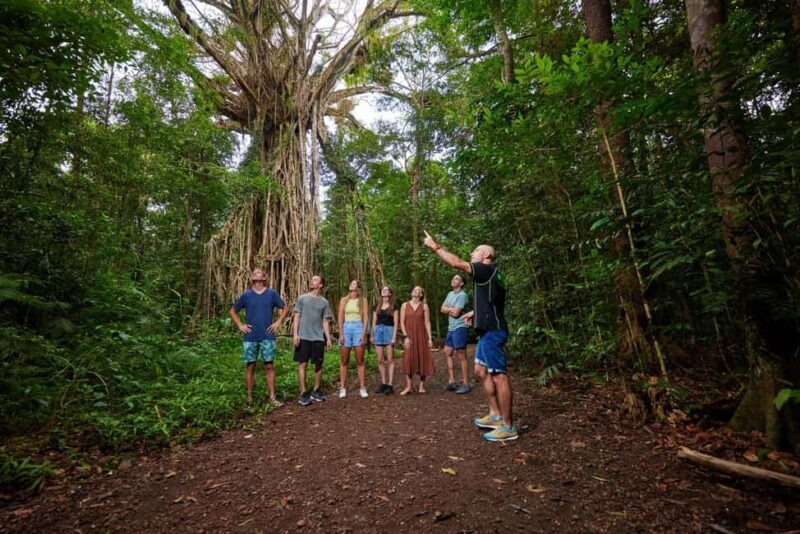 From Cairns: Atherton Tablelands Eco-Adventure & Swim Tour - Key Points