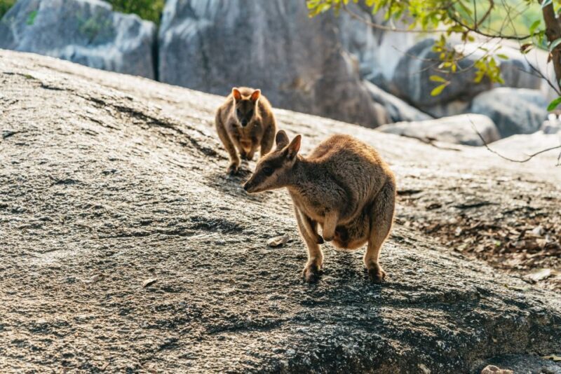 From Cairns: Chillagoe Caves and Outback Full-Day Tour - Guides and Reviews: Insights from Past Travelers
