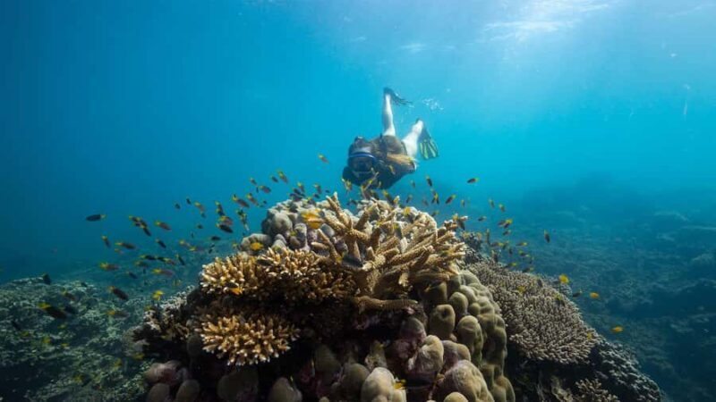 From Cairns: Frankland Island All-Inclusive Day Tour - Introduction