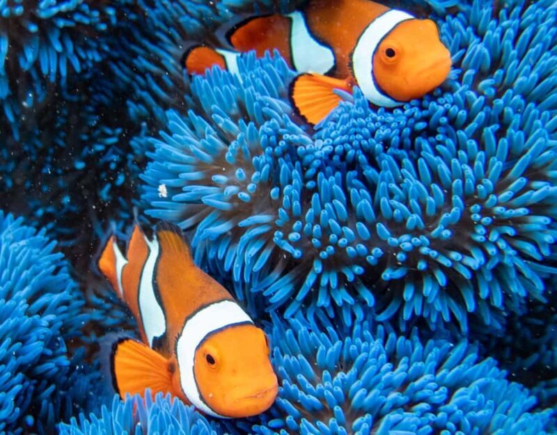 From Cairns: Frankland Islands Express Tour - An In-Depth Look at the Frankland Islands Express Tour