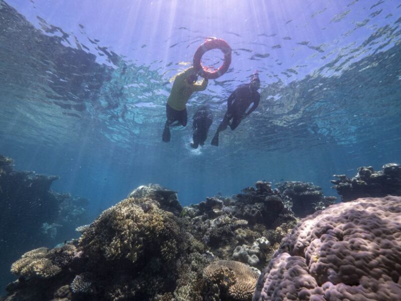 From Cairns: Great Barrier Reef Cruise by Premium Catamaran - Introduction