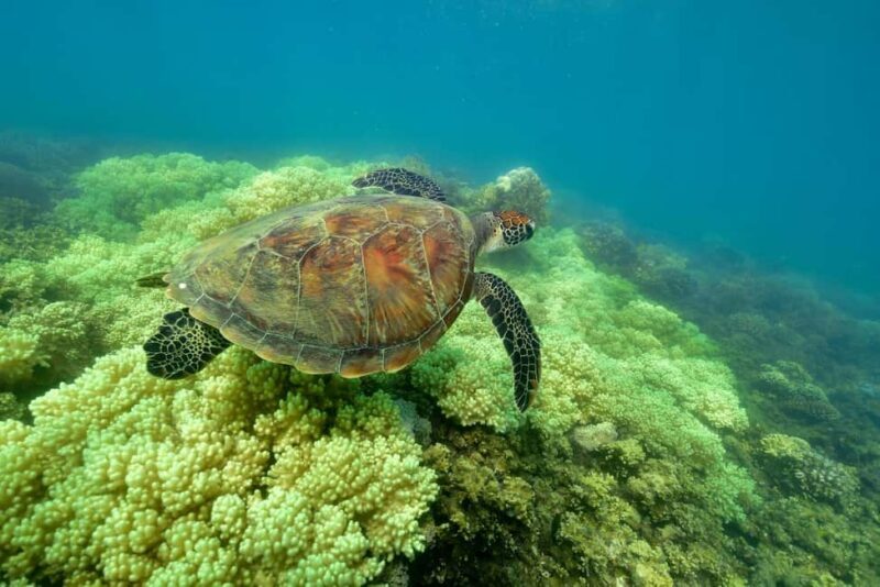 From Cairns: Green Island Full-Day Cruise - Who Should Consider This Tour?