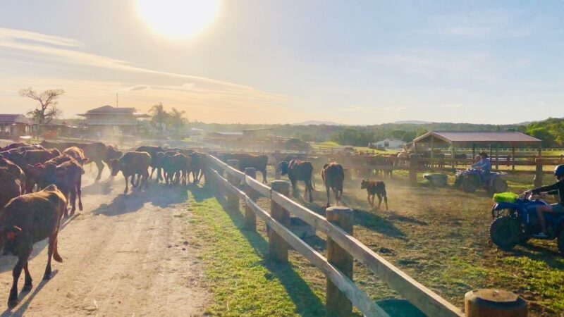 From Cairns: Kuranda Day Trip with Petting Zoo and Quad Ride - Exploring the Tour Itinerary