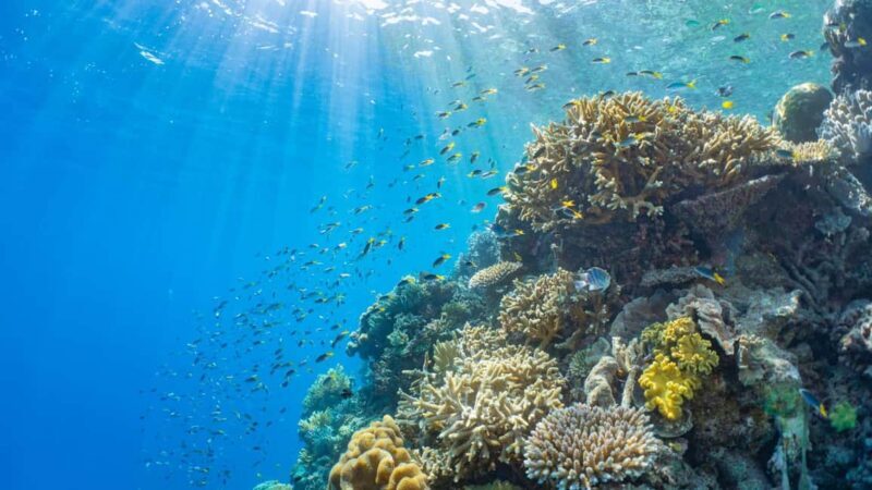 From Cairns: Moore Reef, Fitzroy Island Tour with Helicopter - Practical Tips for a Smooth Day