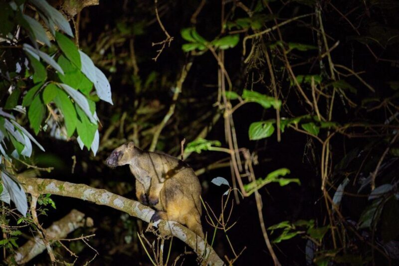 From Cairns: Rainforest & Nocturnal Wildlife Tour - What to Expect from the Cairns Rainforest & Nocturnal Wildlife Tour
