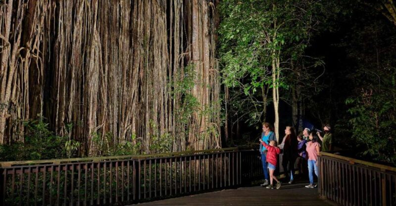 From Cairns: Rainforest & Nocturnal Wildlife Tour - Final Thoughts