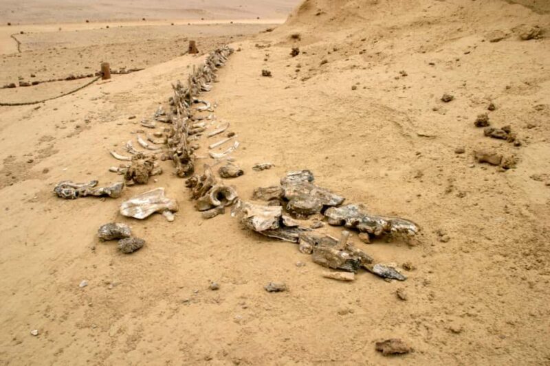 From Cairo: El Fayoum Private Day Trip with Lunch - The Itinerary Breakdown: What to Expect