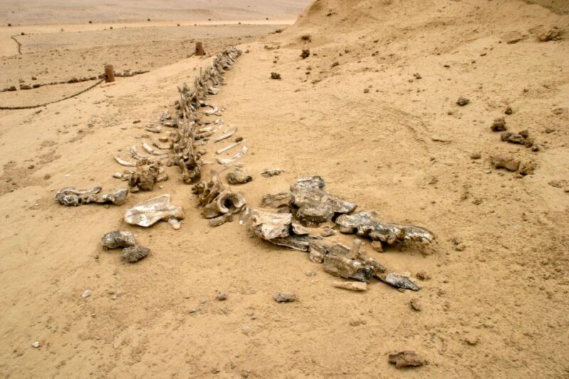 From Cairo: El Fayoum Private Day Trip with Lunch - FAQ