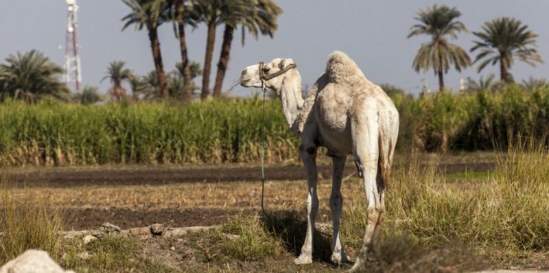 From Cairo: Fayoum Oasis and Wadi Al Rayan Guided Tour - What to Expect from the Fayoum Oasis and Wadi Al Rayan Tour