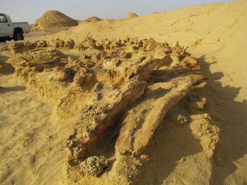 From Cairo: Full-Day Tour To El Fayoum - The Sum Up