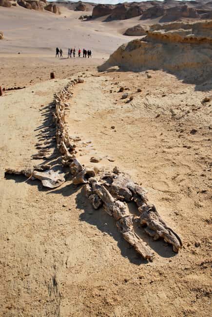 From Cairo: Full-Day Tour To El Fayoum - FAQ