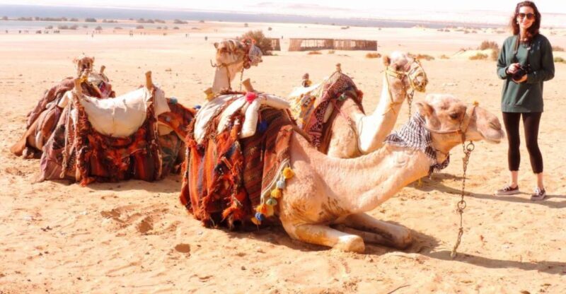 From Cairo : Overnight Camping Adventure in El-Fayoum Oasis - Key Points