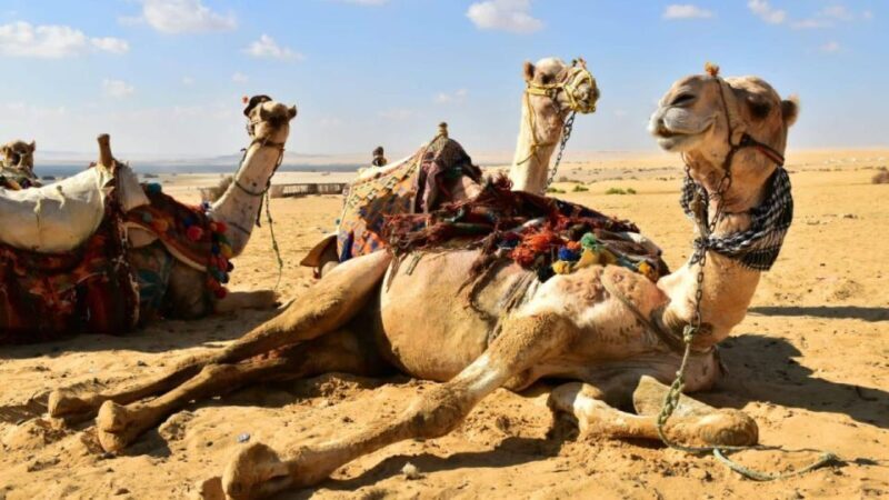 From Cairo : Overnight Camping Adventure in El-Fayoum Oasis - FAQ