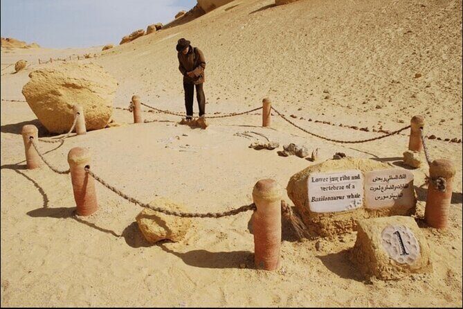 From Cairo to Whales Valley and Wadi El Rayan Waterfalls - Practical Details: What You Need to Know