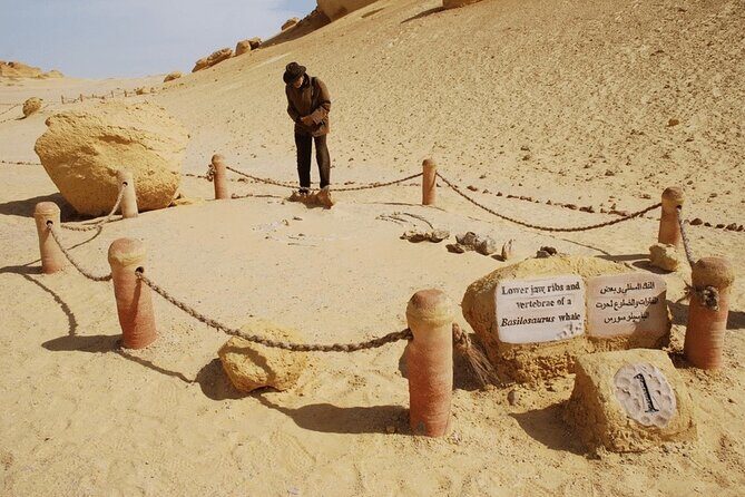 From Cairo to Whales Valley and Wadi El Rayan Waterfalls - An Honest Look at the Itinerary and Experience