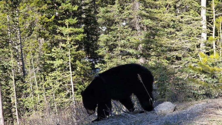 from-calgary-banff-moraine-lake-lake-louise-half-day-tour