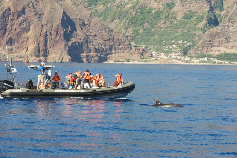 from-calheta-madeira-whale-and-dolphin-watching-boat-tour