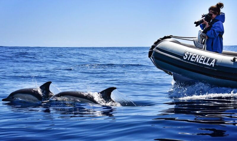 from-calheta-madeira-whale-and-dolphin-watching-boat-tour